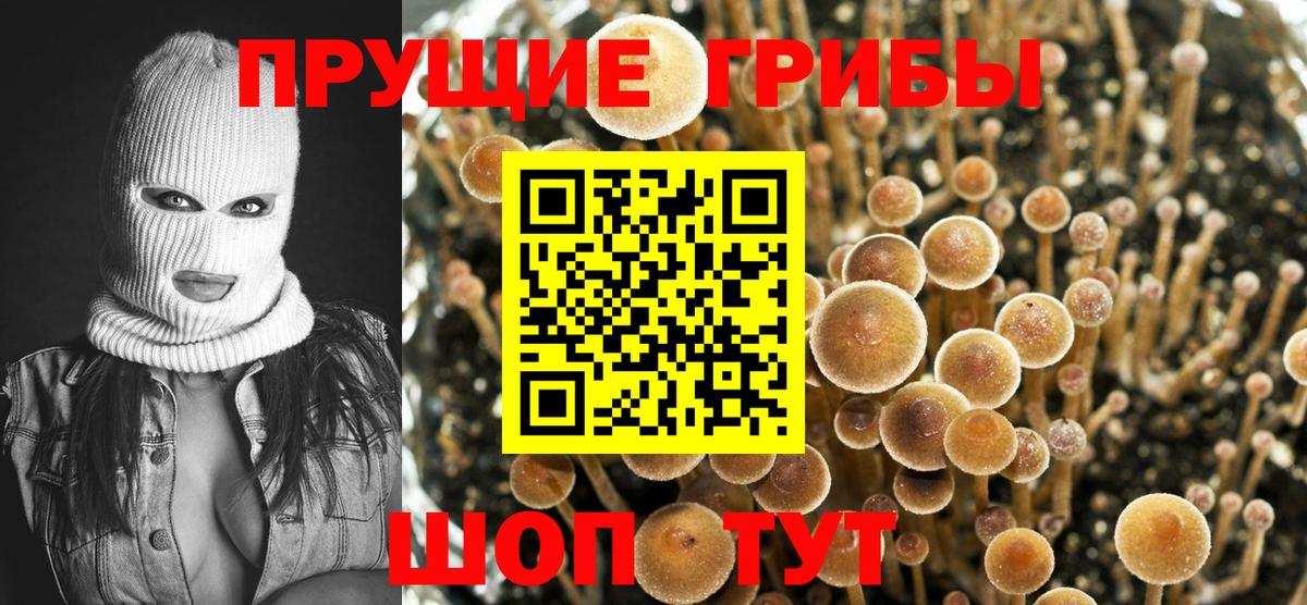 Псилоцибиновые грибы прущие грибы  Вход с VPN  Майский 
